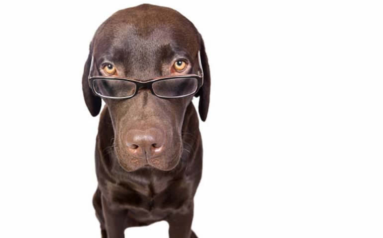 Brown Labrador Dog with glasses on